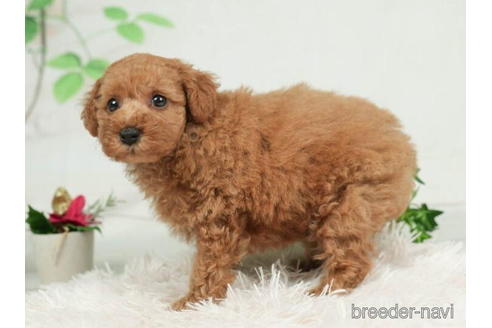 成約済の千葉県のトイプードル-207856の4枚目